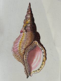 Pink Conch Shell - Front by Colors of Praise Art Studio (thumbnail)