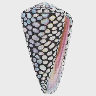 Speckled Shell Front by Colors of Praise Art Studio (thumbnail)