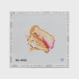 Queen Conch Seashell Canvas by Initial K Studio (thumbnail)