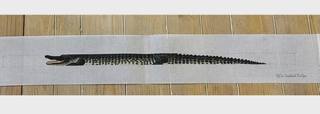 Alligator Belt by Victoria Whitson (thumbnail)
