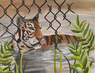 Captive Tiger by Madeleine Elizabeth (thumbnail)
