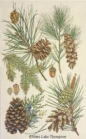 pinecones by Melissa Shirley by Melissa Shirley Designs (thumbnail)