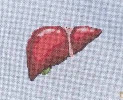 Anatomical Liver by Spellbound Stitchery (thumbnail)