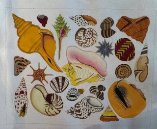Assorted Shells by Julie Pischke Designs (thumbnail)